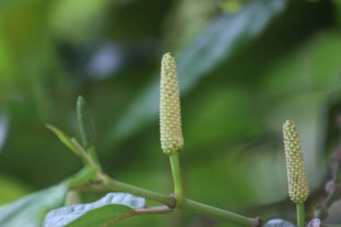 Orman biberleri veya daha çok bilinen adıyla Jambiroto bitkisel ilaç yapımında yaygın olarak kullanılır.