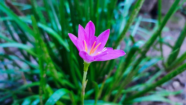 Çimenlerin arasında açan kırmızı bir çiçek