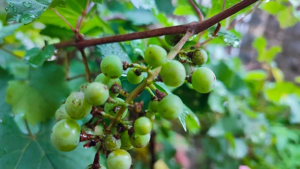 Bazı kirazlar hala yeşil.