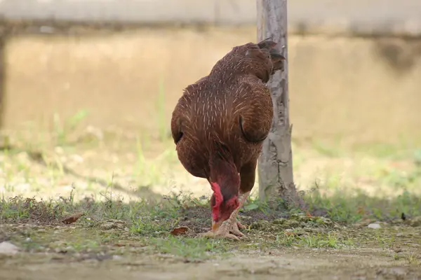 Bir tavuk bahçede yiyecek arıyor.