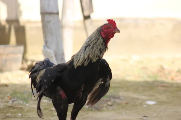 Bir tavuk bahçede yiyecek arıyor.