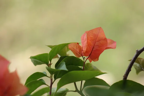 Bahçede çiçek açan Bugenvile çiçekleri