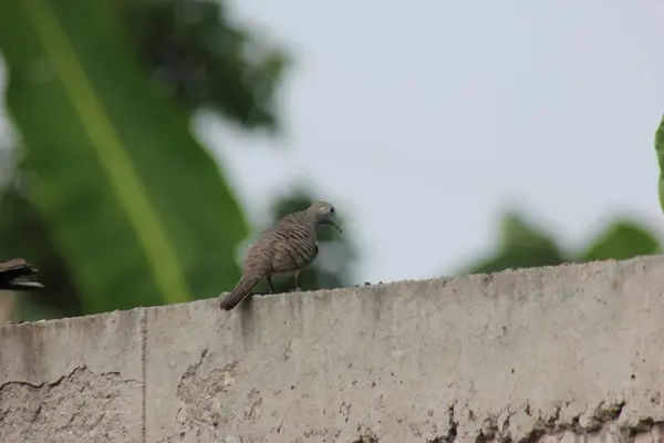 Çitin üzerine tünemiş bir güvercin