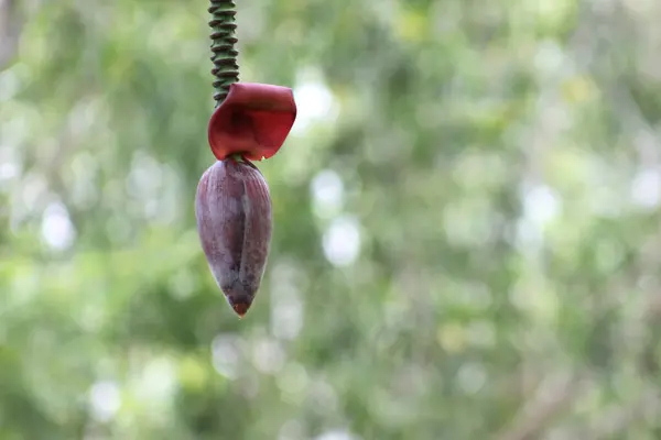 Sapından neredeyse ayrılmış bir muz çiçeği.