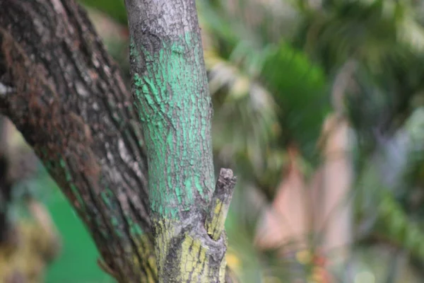 Mavi boyayla işaretlenmiş ağaç dalları