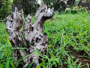 Uzun süre kesildikten sonra kurumuş ve yanmış bir ağaç tabanı.