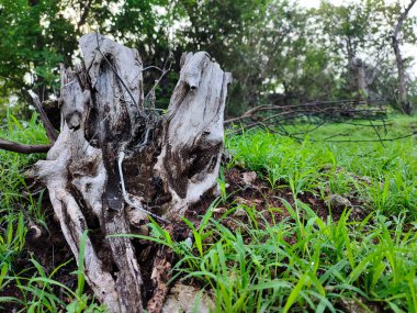 Uzun süre kesildikten sonra kurumuş ve yanmış bir ağaç tabanı.