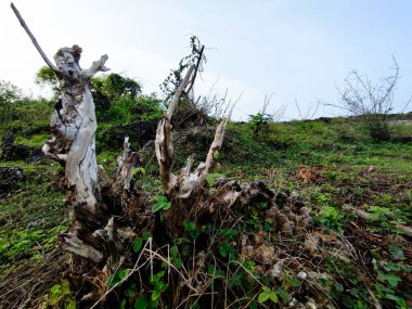 Uzun süre kesildikten sonra kurumuş ve yanmış bir ağaç tabanı.