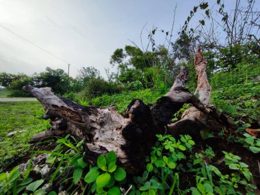 Uzun süre kesildikten sonra kurumuş ve yanmış bir ağaç tabanı.