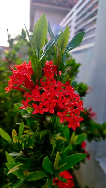 Çimenlerin arasında açan kırmızı bir çiçek