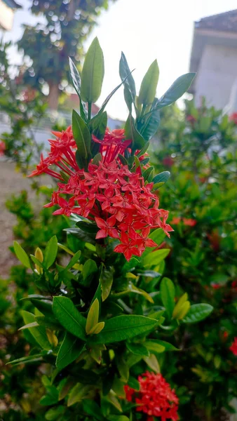 Çimenlerin arasında açan kırmızı bir çiçek