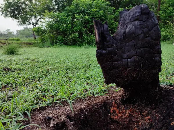 Uzun süre kesildikten sonra kurumuş ve yanmış bir ağaç tabanı.