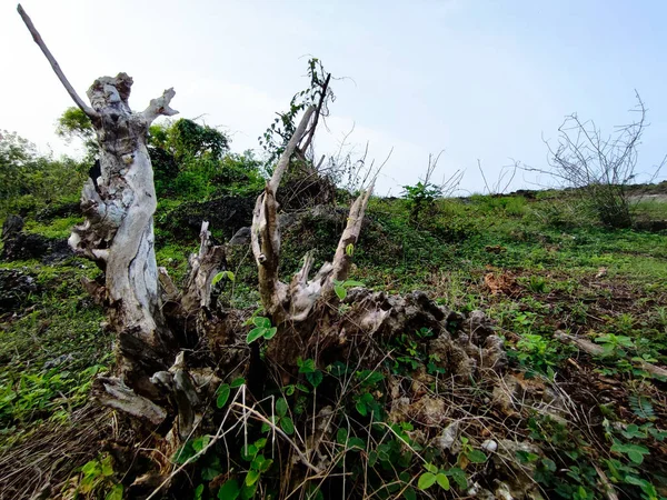 Uzun süre kesildikten sonra kurumuş ve yanmış bir ağaç tabanı.