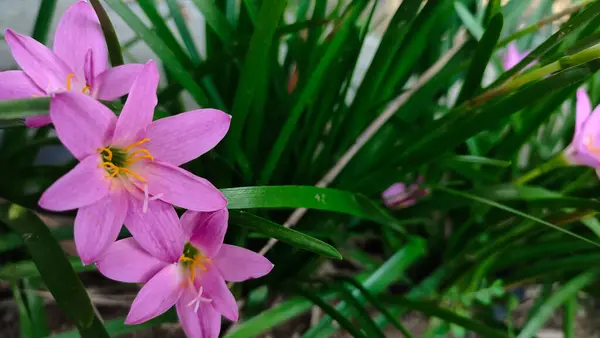 Çimenlerin arasında açan kırmızı bir çiçek