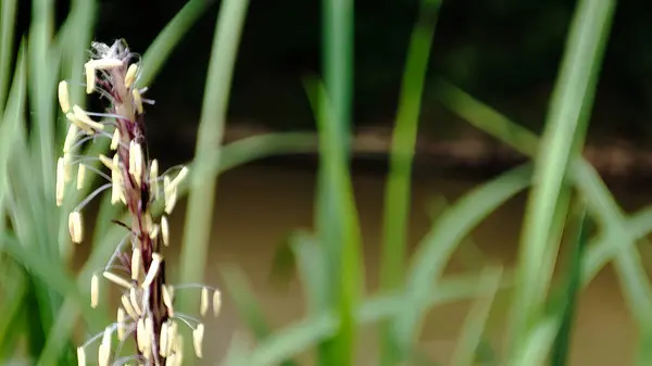 Nehir kıyısında çiçekler ve yabani otlar büyüyor.