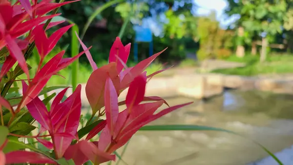 Nehir kıyısında çiçekler ve yabani otlar büyüyor.