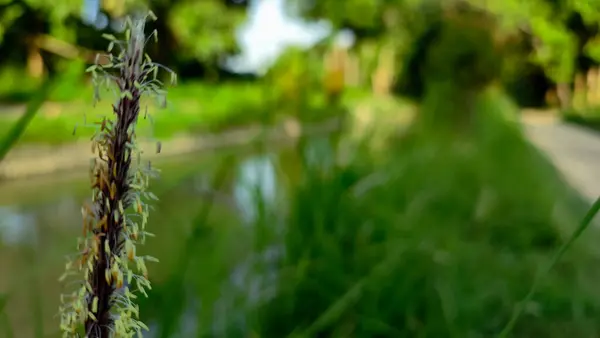 Nehir kıyısında çiçekler ve yabani otlar büyüyor.