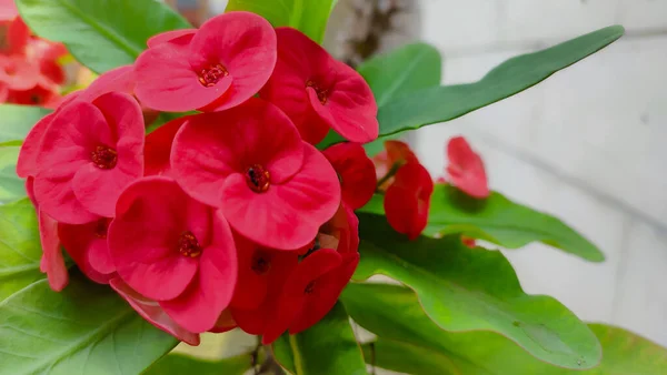 Bahçede hala sabah çiği kalmış kırmızı bir çiçek