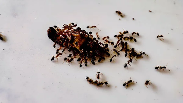 Bir grup karınca yerdeki yiyeceklerin etrafında dolanıyordu.