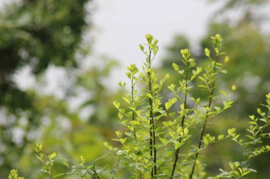 Tepede büyüyen kır çiçekleri