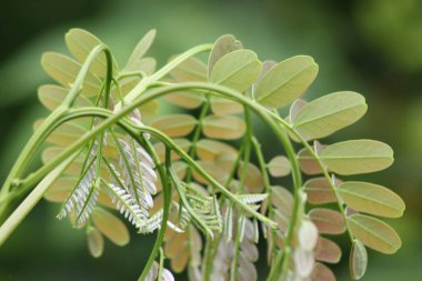 Tepede büyüyen kır çiçekleri