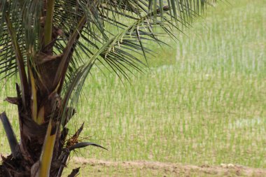 Gündüz pirinç tarlalarının manzarası. Pirinç tarlasının ortasında hindistan cevizi ağacı