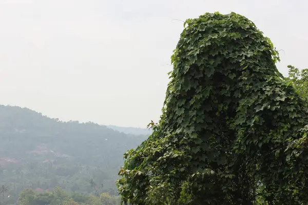 Tepede yeşeren ağaçlar