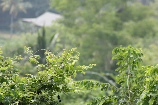 Tepede büyüyen kır çiçekleri