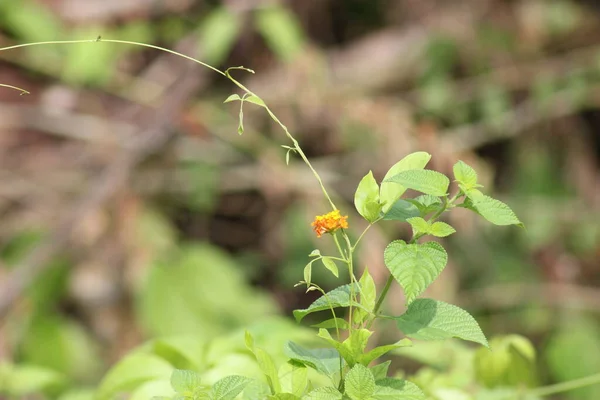 Tepede büyüyen kır çiçekleri