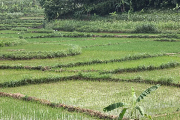 Tarım tarlaları pirinç bitkileri, kırsal pirinç tarlaları, bol bol yetişen pirinç bitkileri.