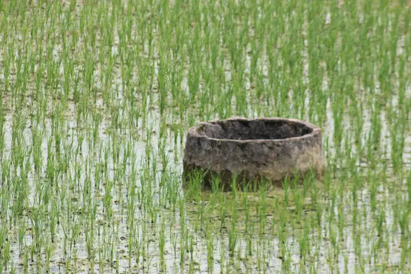 Pirinç tarlalarının ortasında pirinç ekilmiş eski bir kuyu.