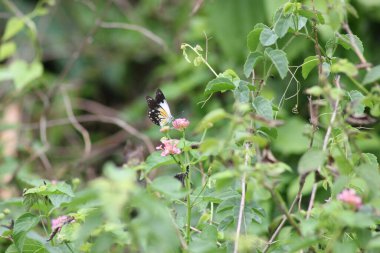 Tepede büyüyen kır çiçekleri
