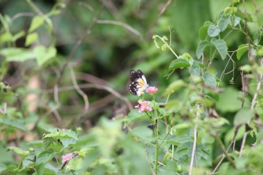 Tepede büyüyen kır çiçekleri