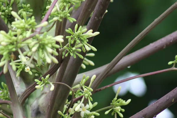 Henüz meyve olmamış papaya çiçekleri.