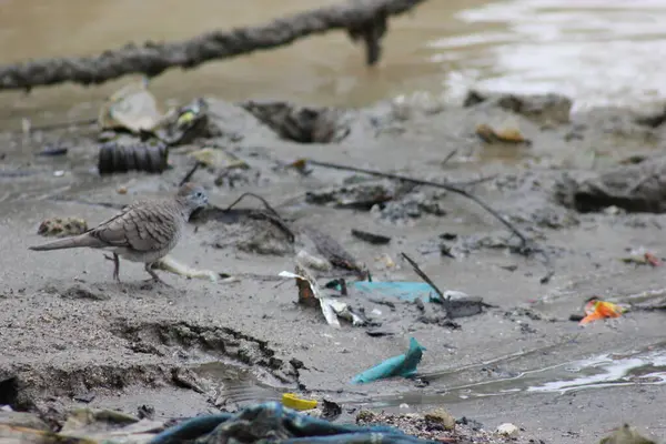 Bir güvercin, bir sürü çöpün olduğu bir kumsalda yiyecek arıyor.