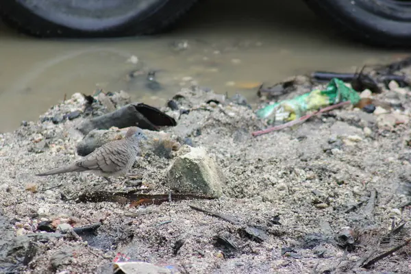 Bir güvercin, bir sürü çöpün olduğu bir kumsalda yiyecek arıyor.