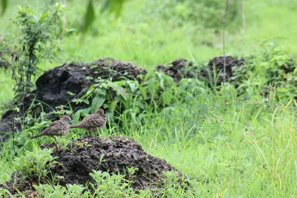Bir kayaya tünemiş iki güvercin