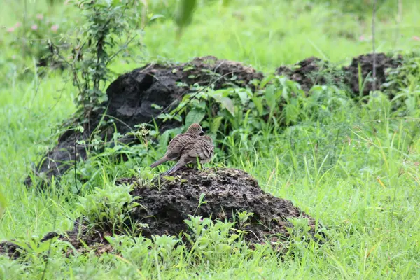 Bir kayaya tünemiş iki güvercin