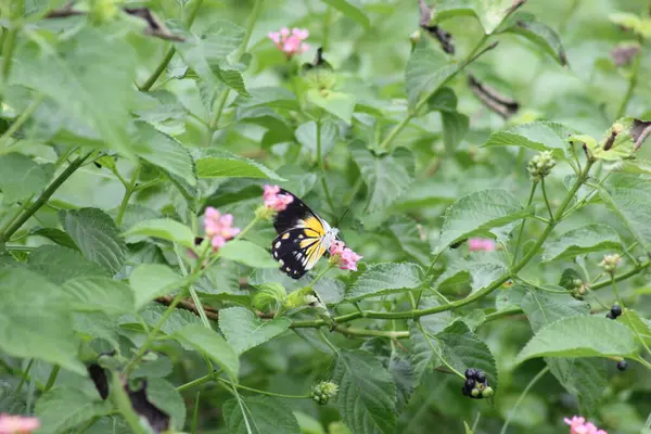 Tepede büyüyen kır çiçekleri