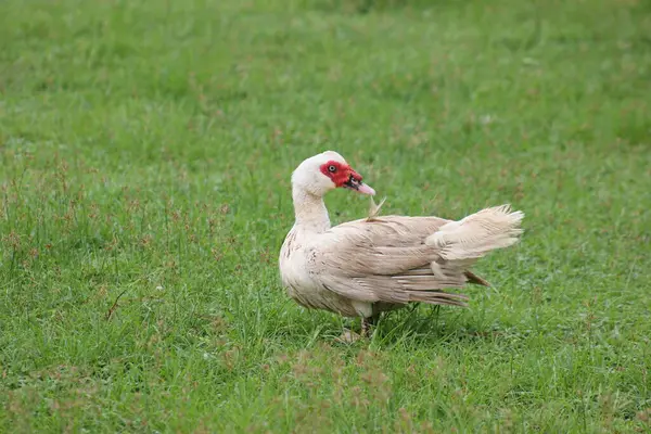 Beyaz bir ördek çamurda yüzdükten sonra güneşleniyor.