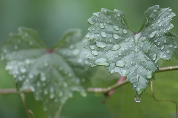 Geriye kalan yağmur suyu hala yapraklara ve çiçeklere yapışıyor.