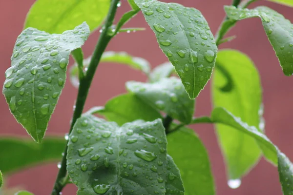 Geriye kalan yağmur suyu hala yapraklara ve çiçeklere yapışıyor.