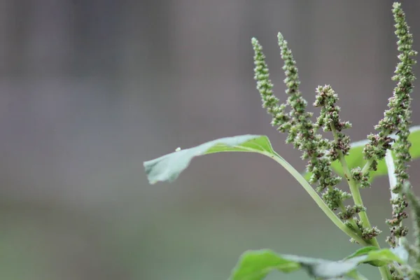 Geriye kalan yağmur suyu hala yapraklara ve çiçeklere yapışıyor.