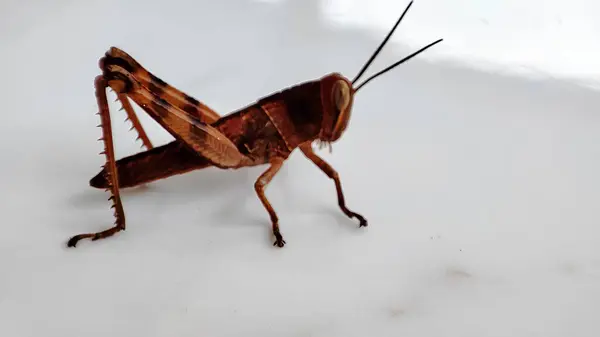 Bir çekirge beyaz zemine indi.