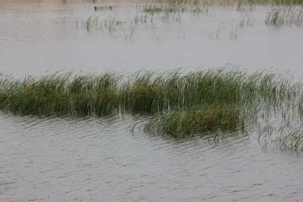 Suyun yüzeyinde bol bol yetişen otlar.