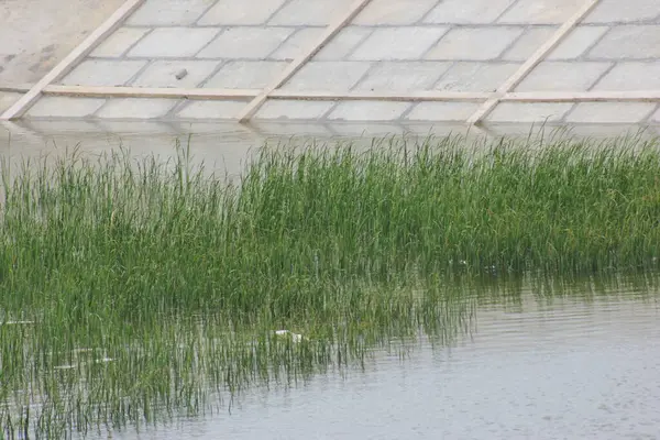 Suyun yüzeyinde bol bol yetişen otlar.