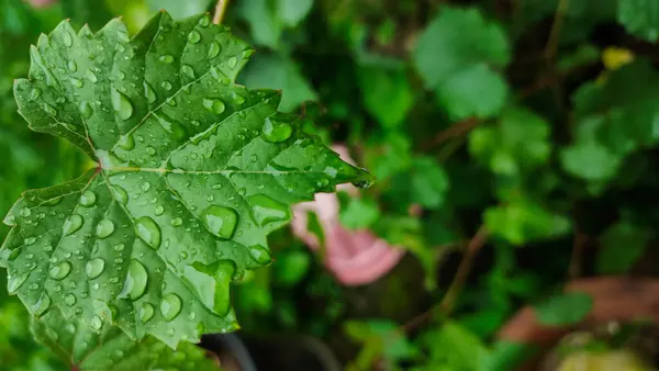 Yapraklar hala yağmur suyuyla ıslanmış.