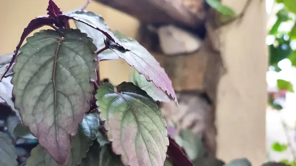 Yapraklar hala yağmur suyuyla ıslanmış.