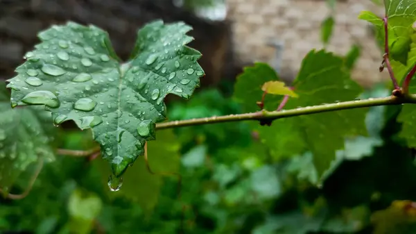 Yapraklar hala yağmur suyuyla ıslanmış.