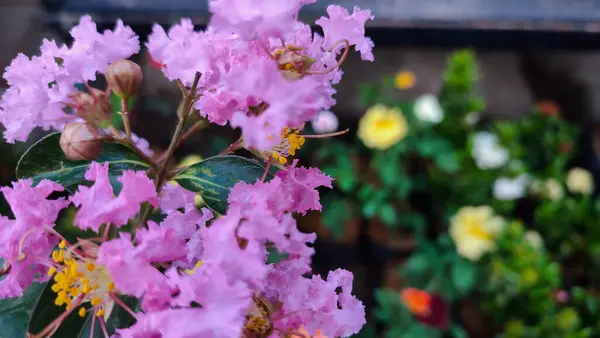 Mor yabani bir çiçek açan güllerin arasında büyüyor.